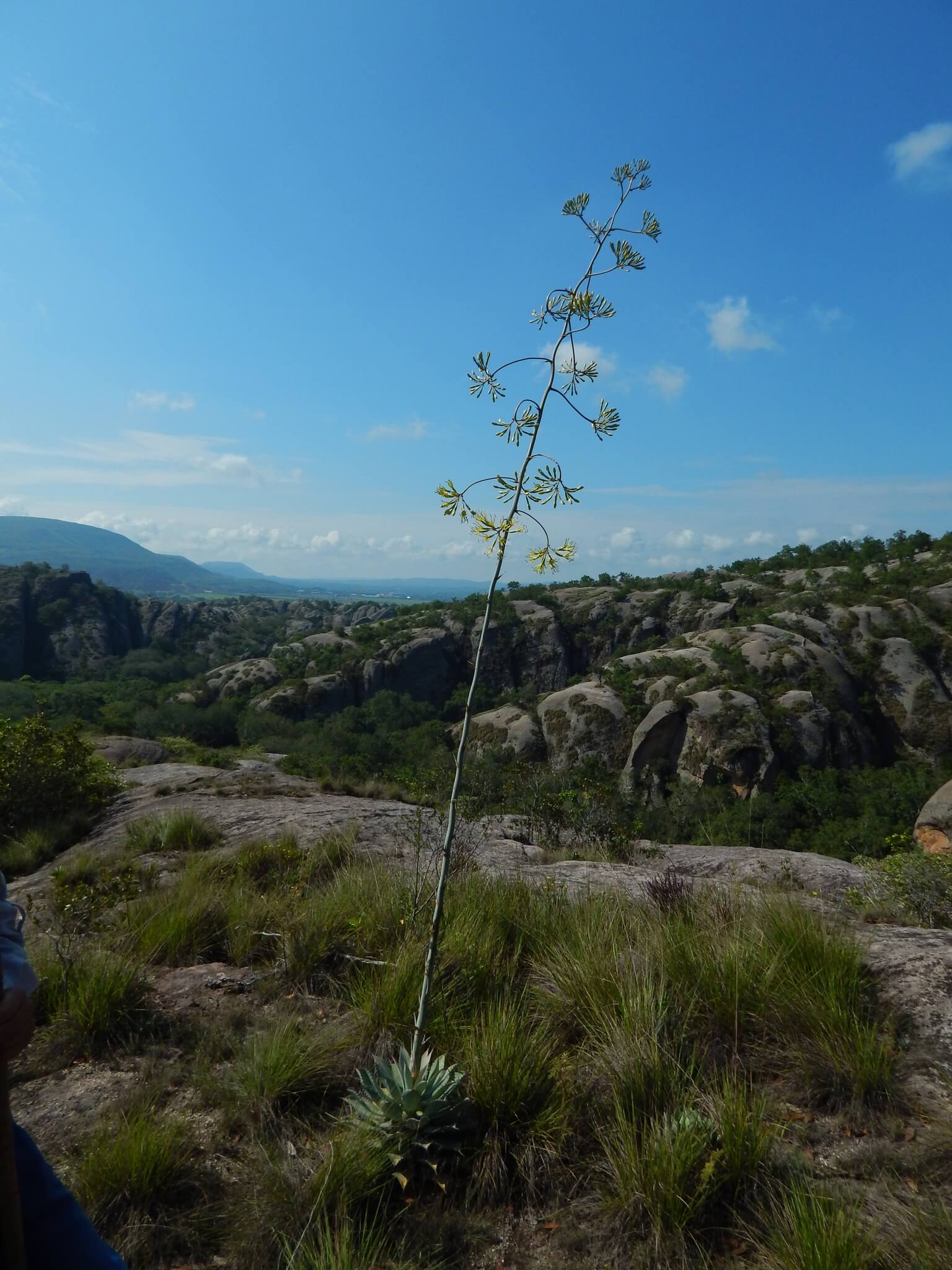 Agave isthmensis 